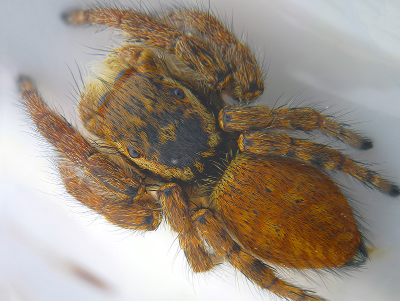 Salticidae